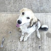 Sonnenschein Lilly, Hündin zur Adoption
