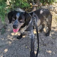 Cucu wartet auf der Pflegestelle in D, Hund zur Adoption