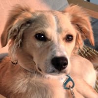 Zara❤ sucht ihr Zuhause, Hündin zur Adoption