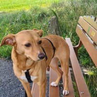 Sanfte Olgi 3 Jahre Mischling, Hündin zur Adoption