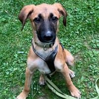 Cortie sucht liebevolle Familie...., Hund zur Adoption