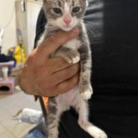 Finlo aus dem Tierschutz, Kater zur Adoption