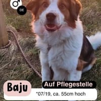 BAJU: DEIN loyaler Beschützer fürs Leben, Hund zur Adoption