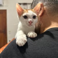Ori aus dem Tierschutz, Kater zur Adoption