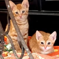 Fred & George aus dem Tierschutz, Kater zur Adoption
