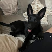 🐾🍀 Der süße Lukas sucht seine Menschen, Hund zur Adoption
