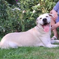 Murray sucht ein Zuhause als Einzelprinz, Hund zur Adoption