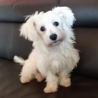 Sunny in 27478 Cuxhaven #, Hund zur Adoption