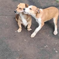 Lolek, zuckersüßer Hundemann sucht, Hund zur Adoption