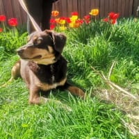 Die süße Bambi, Hündin zur Adoption