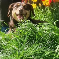 Die süße Bambi, Hündin zur Adoption