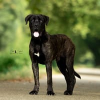 Volt (réservé), chien à adopter