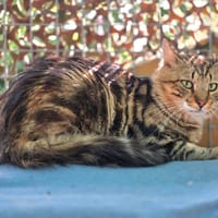 Bloom, chat à adopter