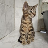 APPLE, chat à adopter