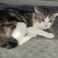 Minox, chat à adopter