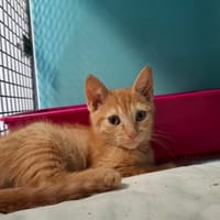 LED ZEPPELIN, chat à adopter