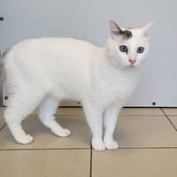 SWEETY, chat à adopter