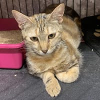 Sweety, chatte à adopter