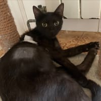 Zaho, chatte à adopter