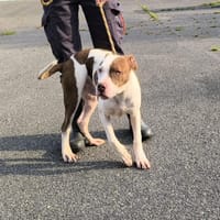 RIO VAA, chien à adopter