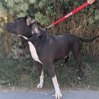 Bogo, chien à adopter