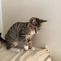 Lilas, chatte à adopter