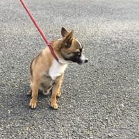BANKSY VAA, chien à adopter