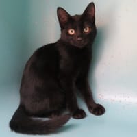 ECLIPSE, chatte à adopter