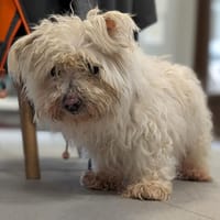 BRIE, chien à adopter