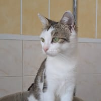 Mulane, chatte à adopter