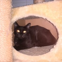 Bouclette, chatte à adopter