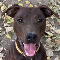 ULYSSE, chien à adopter