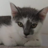 MINOUCHAT, chat à adopter