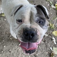 NACHO, chien à adopter