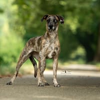 Roxil, chienne à adopter