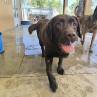 PATOU, chien à adopter