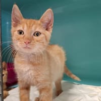 JIMY HENDRIX, chat à adopter