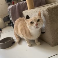 Neige, chatte à adopter