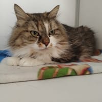 Kitty, chatte à adopter