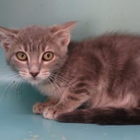 YODA, chat à adopter