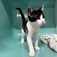 MICK, chat à adopter