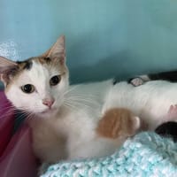 KLAIR, chatte à adopter