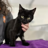 SUZUME, chatte à adopter