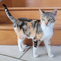 CAYANA, chatte à adopter
