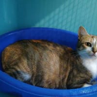 NAMI, chatte à adopter