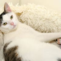 CYCLONE A17140, chat à adopter