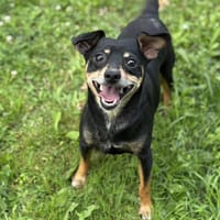 Egor CAA13925, chien à adopter