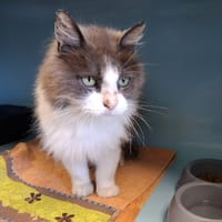 Mistral, chat à adopter