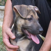 MAA 3494, chienne à adopter