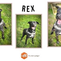 REX, chien à adopter